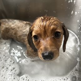 Dachshund Puppies from Zacha’s Doxie House