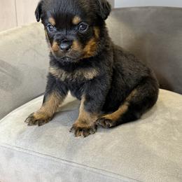 Pink girl - Black and mahogany female Rottweiler puppy in Fallon, Nevada from Vom Haus Flores