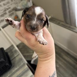 Shaded red dapple - Dapple female Dachshund puppy in Coeburn, Virginia from Southern Sweetheart Kennels