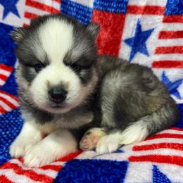 AKC Slate - Gray and white male Siberian Husky puppy in Centreville, Maryland from Huskies By the Bay