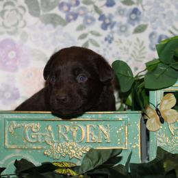 Fable - Chocolate female Labrador Retriever puppy in Waco, Texas from Ancient Dogges Performance Dogs