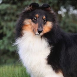 Miso - Black white and tan female Shetland Sheepdog puppy in Elk, Washington from Asgard Shetland Sheepdogs