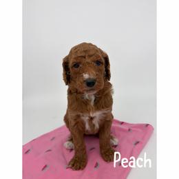 Peach - Red  female Goldendoodle puppy in Smithfield, Kentucky from KBK9 Kennels