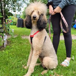 Thea - Poodle