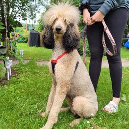 Thea - Poodle