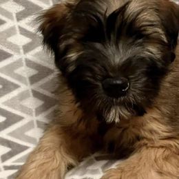 Soft Coated Wheaten Terriers from GalloRose Wheatens