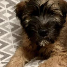 Soft Coated Wheaten Terriers from GalloRose Wheatens