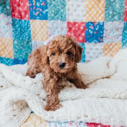 Purple collar - Red  female Poodle puppy in Las Vegas, Nevada from Vegas Toy Poodles