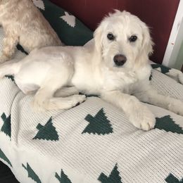 Goldendoodles from Sweetwater golden doos