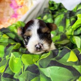 Noel - Parti male Yorkshire Terrier puppy in Illinois from Pretty Little Yorkies