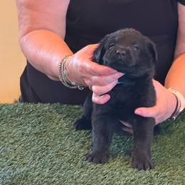 Boy 4 - Black male Labrador Retriever puppy in Whigham, Georgia from Diamond C Labradors