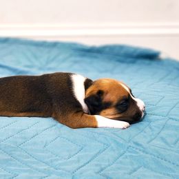 American Staffordshire Terrier Puppies from MDYC Amstaffs