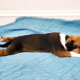 American Staffordshire Terrier Puppies from MDYC Amstaffs