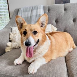 Noel - Pembroke Welsh Corgi