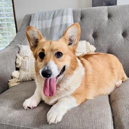 Noel - Pembroke Welsh Corgi