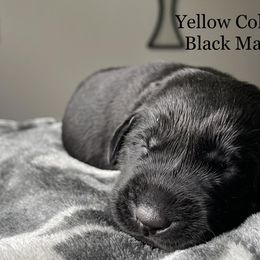 Yellow Collar - Black Labrador Retriever puppy in Maine from Northern Woods Labs