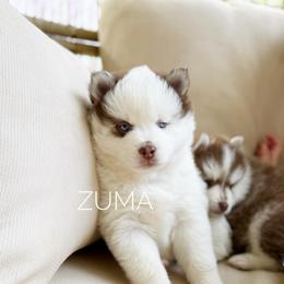 Zuma - Chocolate female Pomsky puppy in Grass Valley, California from Karalot Pomskies