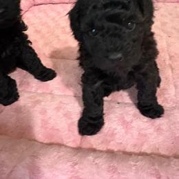 MP Toy Orange - Sable male Poodle puppy in Benson, North Carolina from A Bundle of Love