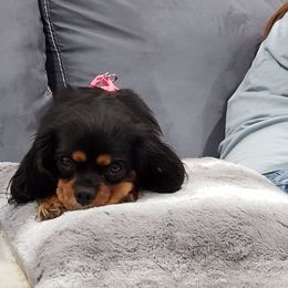 Dixie - Cavalier King Charles Spaniel