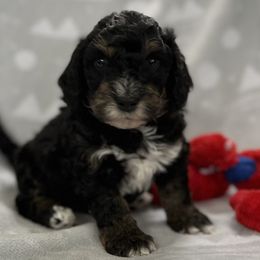 Boy 3 - Kylo Ren - Phantom Bernedoodle puppy in Lake Oswego, Oregon from Orchard Hill Bernedoodles