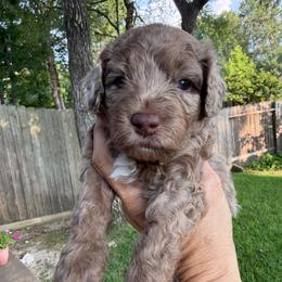 Rex - Merle male Goldendoodle puppy in Montgomery, Texas from Texas Bello Doodles
