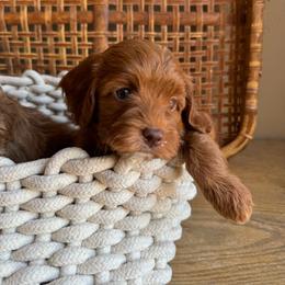 Goldendoodle Puppies from GAMMIE’S DOODLES