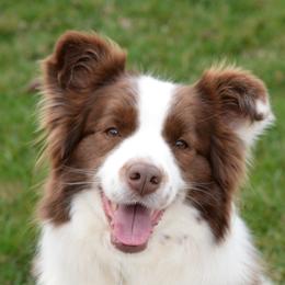 Caris - Border Collie