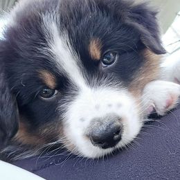 Australian Shepherd Puppies from RootsDeep Australian and Miniature American Shepherds
