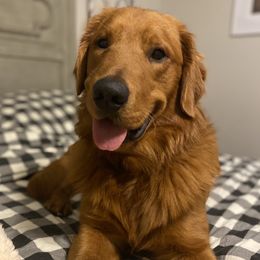 Forrest  - Golden Retriever