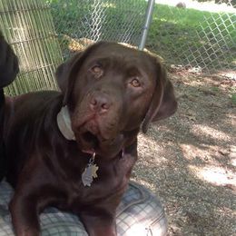 Labrador Retrievers from Carriage Hill Labs