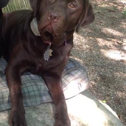 Labrador Retrievers from Carriage Hill Labs