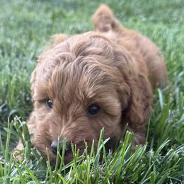 Girl 3 Selection - Red  female Goldendoodle puppy in Pleasant Hill, Iowa from Harvest Creek