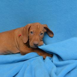 Vizsla Puppies from Summit Vizsla (we can deliver to you)