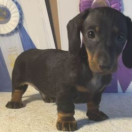 Dachshund Puppies from Hidden Cedars AKC mini dachshunds