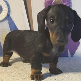 Dachshund Puppies from Hidden Cedars AKC mini dachshunds