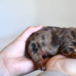 Dachshund puppies from Paradox Dachshunds