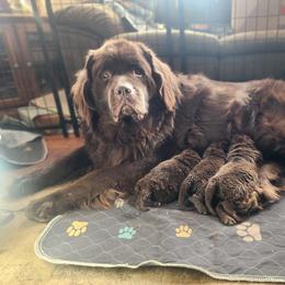 Newfoundland Puppies from Blitz E & E Newfoundlands