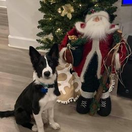 Border Collie Puppies from Willow Spring Border Collies