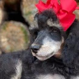 Poodles from Royal Retriever Poodles