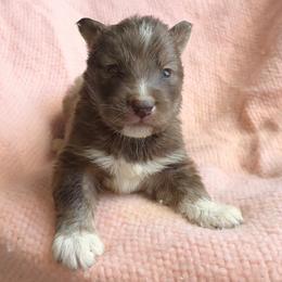 Noelle - Red and white female Siberian Husky puppy in Mechanicsville, Virginia from Shinko Siberians