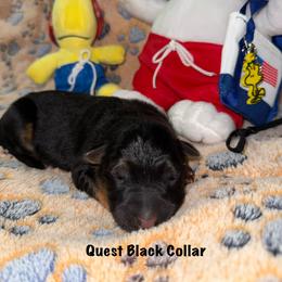 Quest Black Collar - Black and red female German Shepherd puppy in Hillsboro, Indiana from Salty Raccoon Ranch German Shepherds