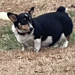 Ellie May - Pembroke Welsh Corgi