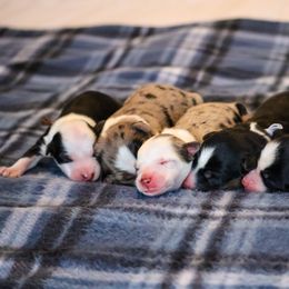 Australian Shepherd Puppies from NewFound Lake Aussies