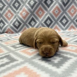 Girl 2 - Red female Dachshund puppy in Hoover, Alabama from Tide Town Doxies