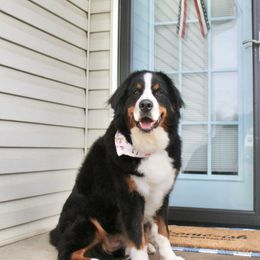 Mora - Bernese Mountain Dog