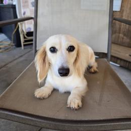 Tulip - Dachshund