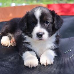 Naked - Black and white male Cardigan Welsh Corgi puppy in Pilot, Virginia from Castle KC  (Katie's Corgis)  - VKM Farmstead