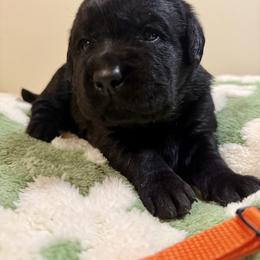 Orange Girl - Black female Labrador Retriever puppy in North Pole, Alaska from Mulberry Retrievers