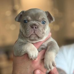 Coco - Cream female French Bulldog puppy in Saratoga Springs, Utah from Your Utah Frenchie