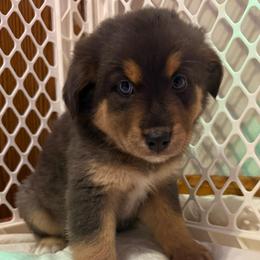 Iron Man - Red tri-color male Australian Shepherd puppy in East Hartford, Connecticut from CT Aussies
